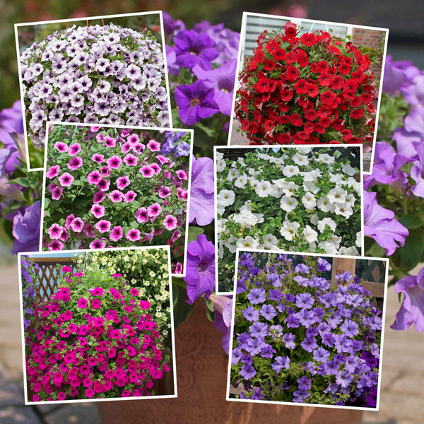 Petunia Surfinia Plant Collection
