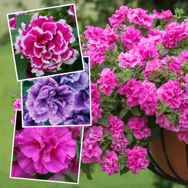 Petunia Tumbelina Plant Collection
