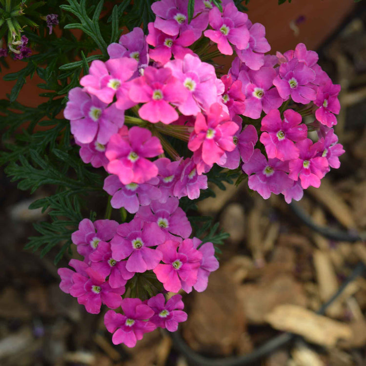 Verbena Plant 'Vera Pink'