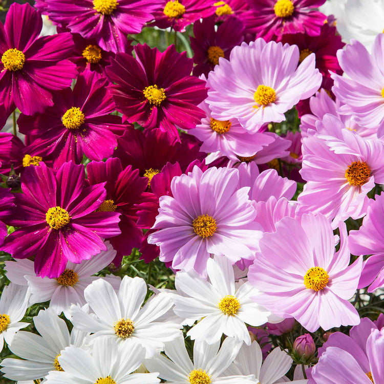 Cosmos Plant 'Apollo Mixed'