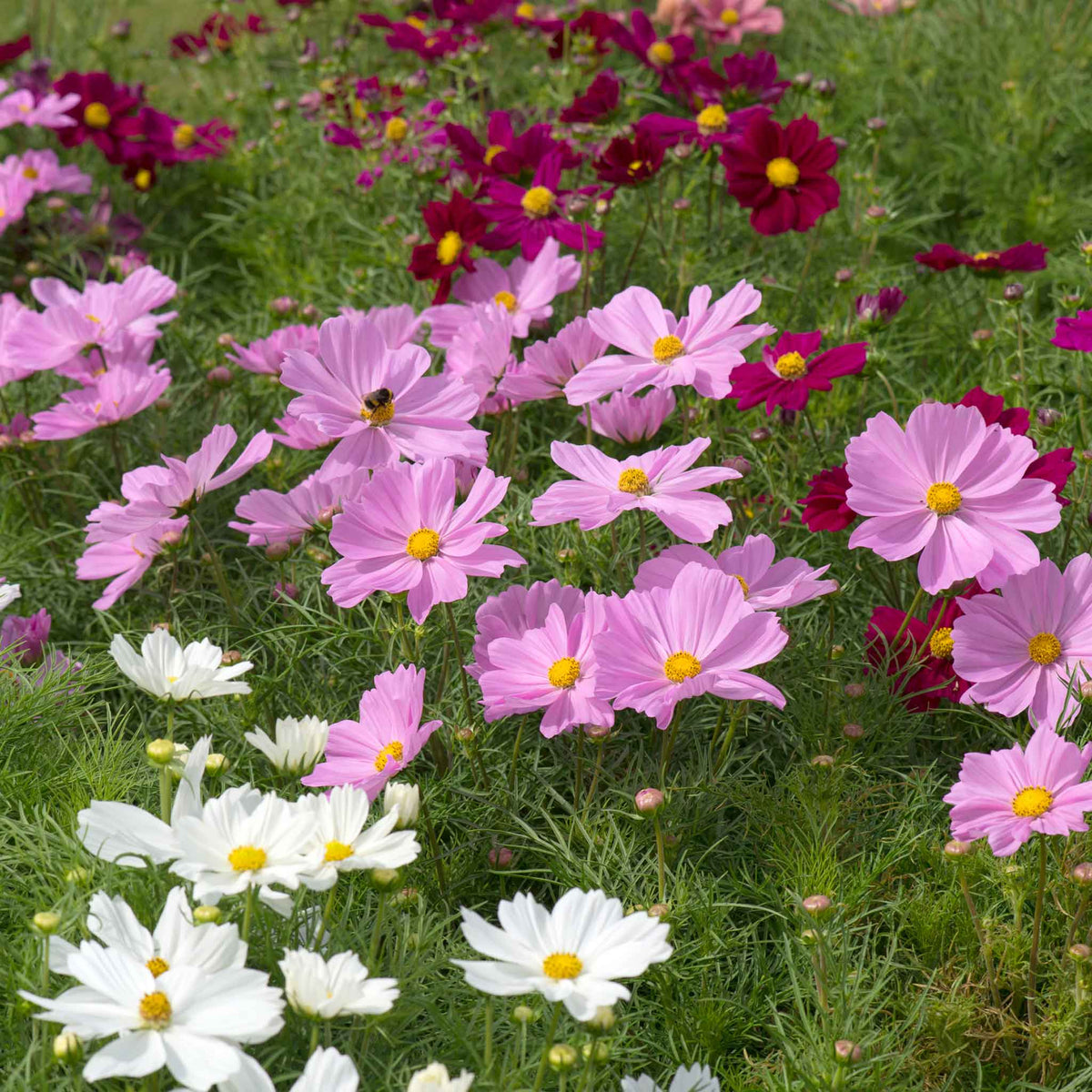 Cosmos Plant 'Apollo Mixed' - 12 x Garden Ready Plants | Buy Cosmos ...