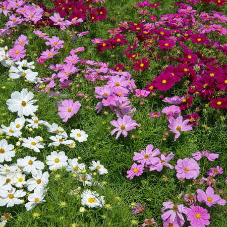 Cosmos Plant Plant 'Apollo Mixed'