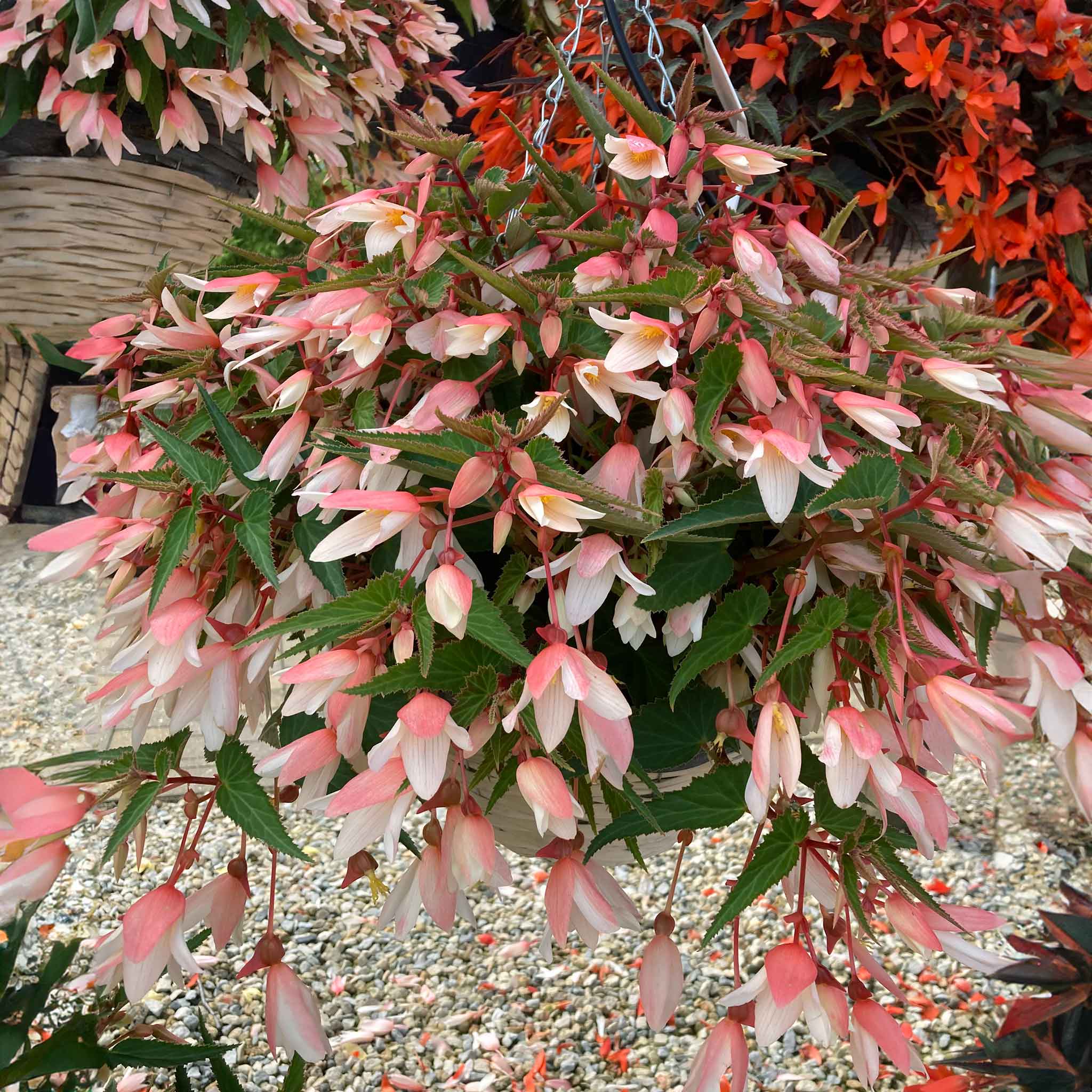 Begonia 'Starshine Appleblossom' - 12 Garden Ready Plugs | Buy Begonia