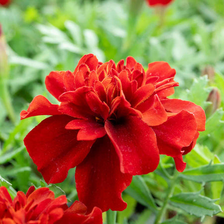 Marigold Plant 'Fireball'