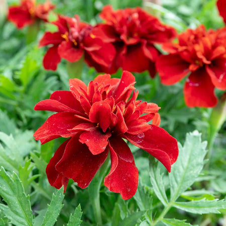 Marigold Plant 'Fireball'