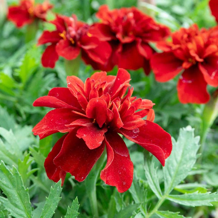 fireball marigold seeds Marigold Plant 'Fireball'