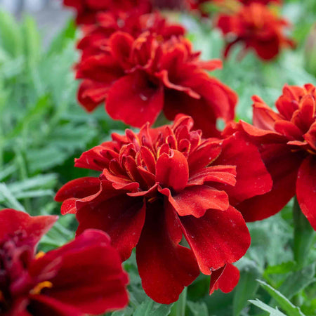 Marigold Plant 'Fireball'