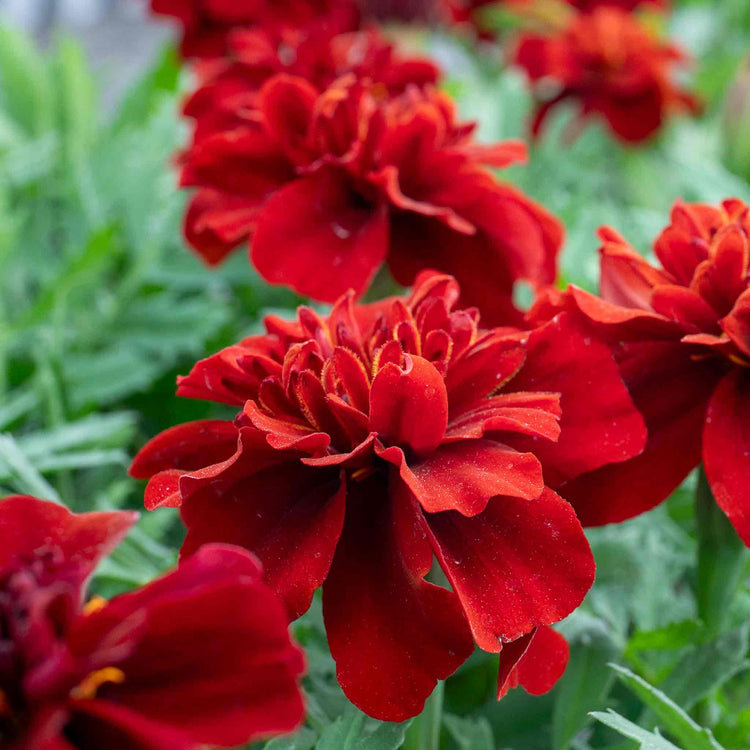 marigold fireball seeds Marigold Plant 'Fireball'