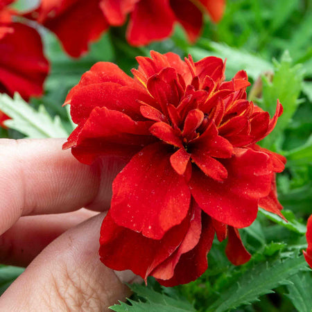 Marigold Plant 'Fireball'