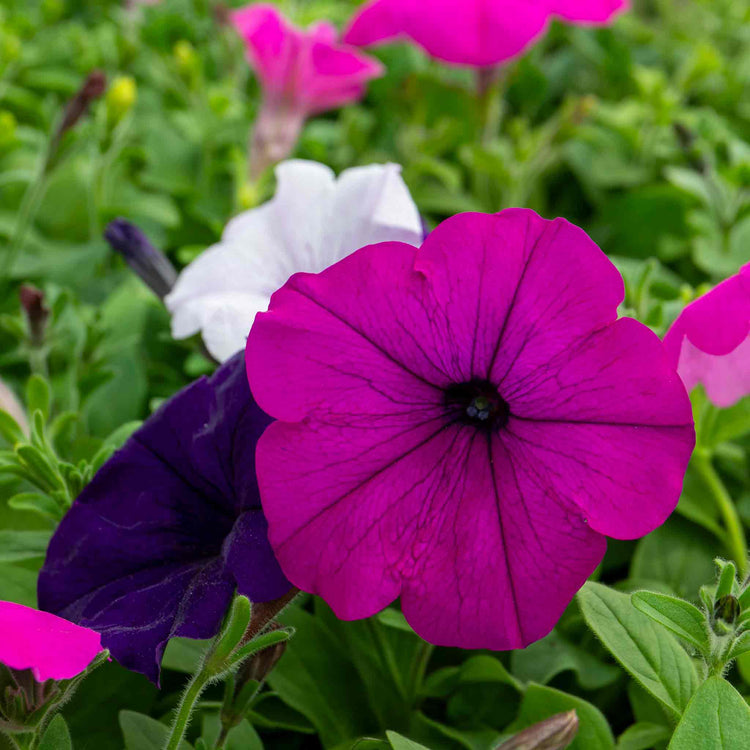 Petunia Plant 'Easy Wave Mix'