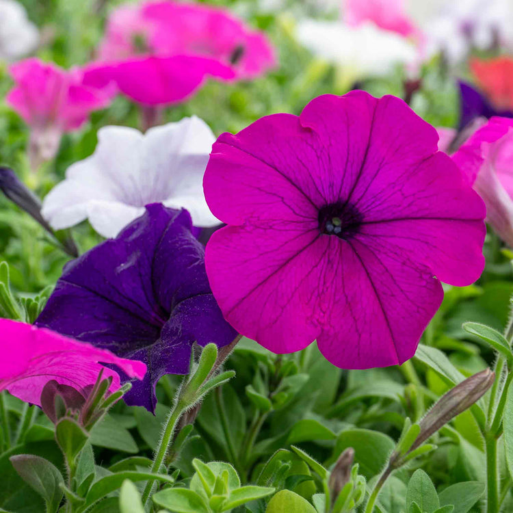 Petunia Plant 'Easy Wave Mix'