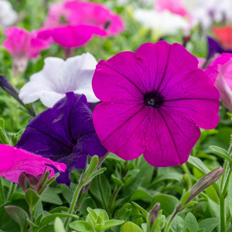 Petunia Plant 'Easy Wave Mix'