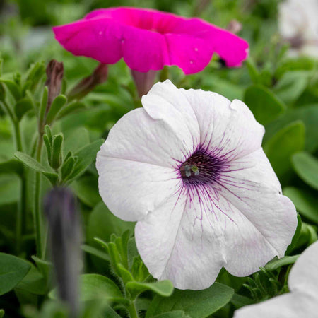 Petunia Plant 'Easy Wave Mix'