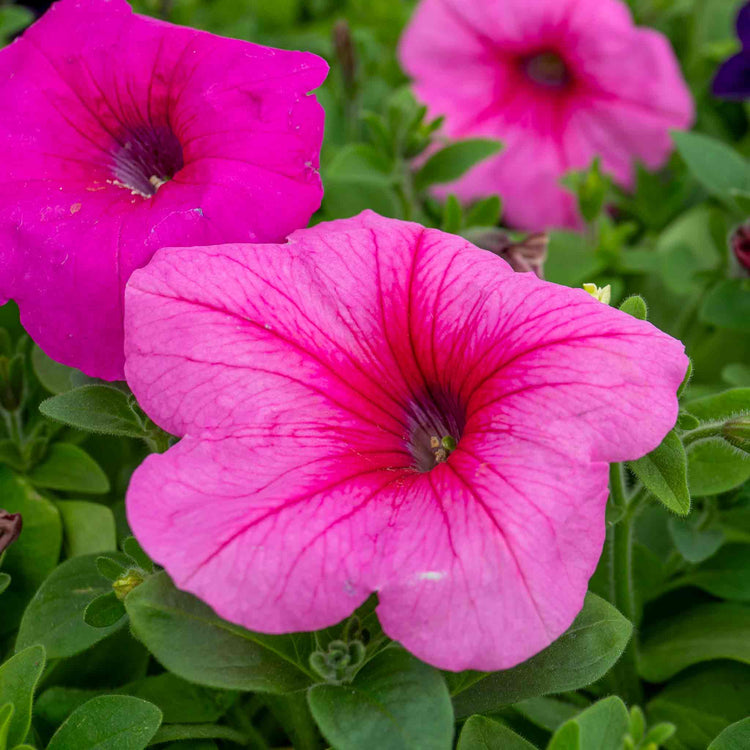 Petunia Plant 'Easy Wave Mix'