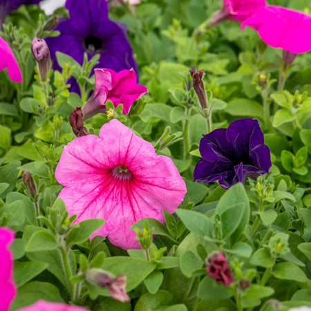 Petunia Plant 'Easy Wave Mix'