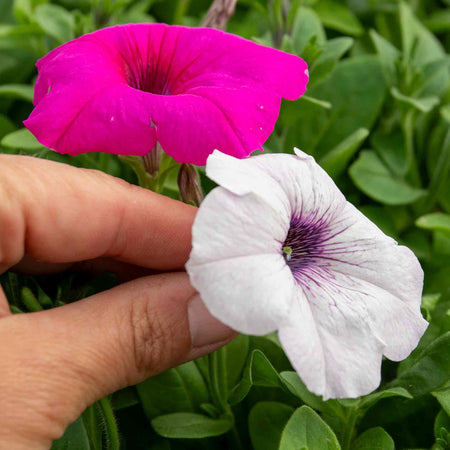 Petunia Plant 'Easy Wave Mix'