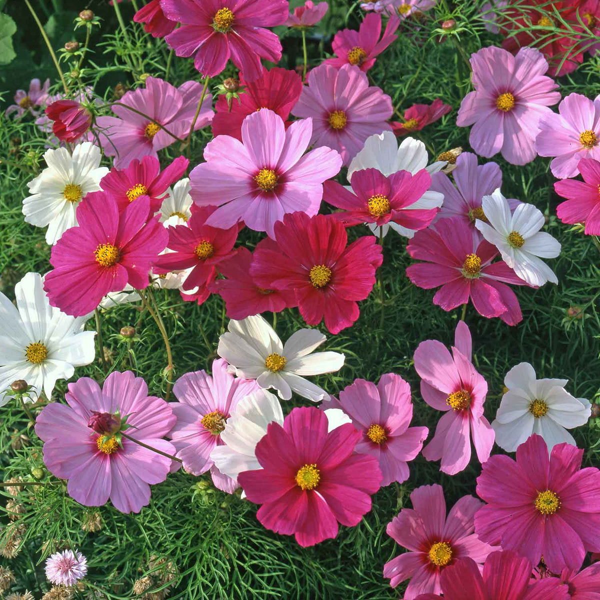 Cosmos Plant 'Sonata Mix' - 20 x Seedlings | Buy Cosmos Plants Online ...