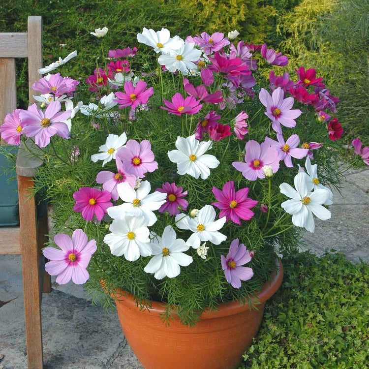 Cosmos Plant 'Sonata Mix'