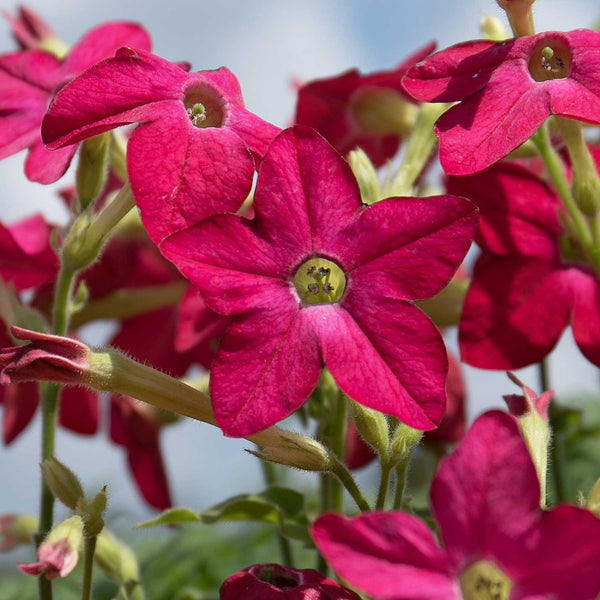 Nicotiana Plant 'Cuba Rose'