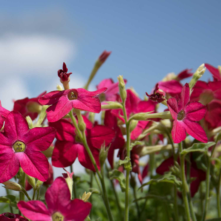 Nicotiana Plant 'Cuba Rose'