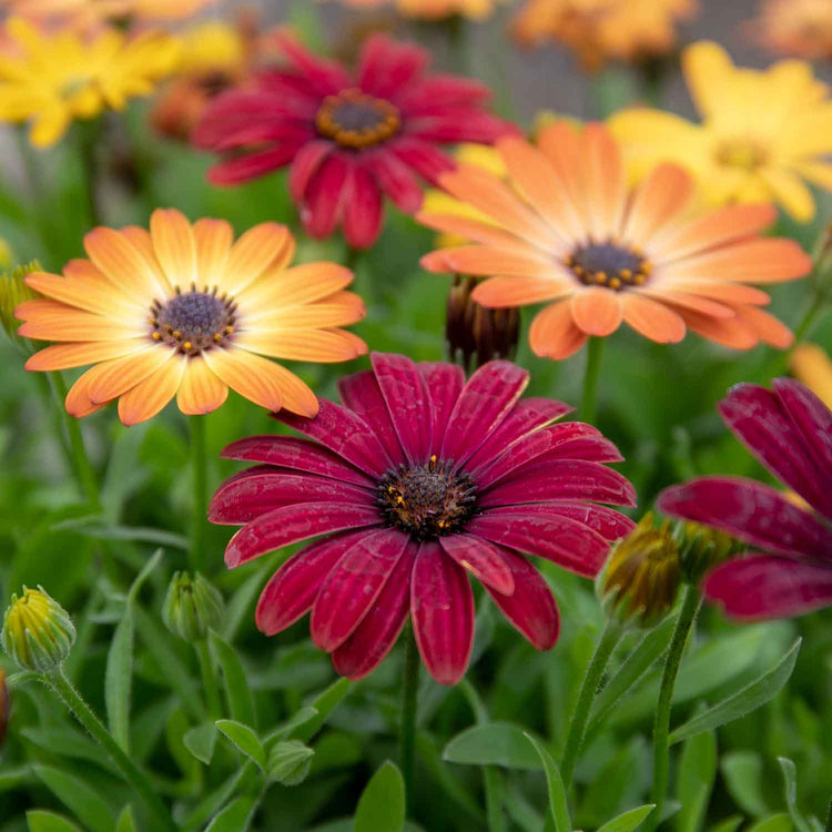 Osteospermum Plant 'Sunset Shades'