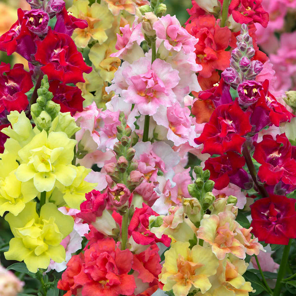 Antirrhinum Plants 'Double Shot Mix'