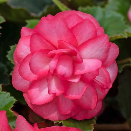 Begonia Plant 'Non-Stop Joy Rose Picotee'