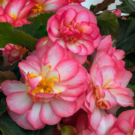 Begonia Plant 'Non-Stop Joy Rose Picotee'