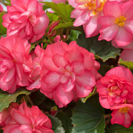 Begonia Plant 'Non-Stop Joy Rose Picotee'