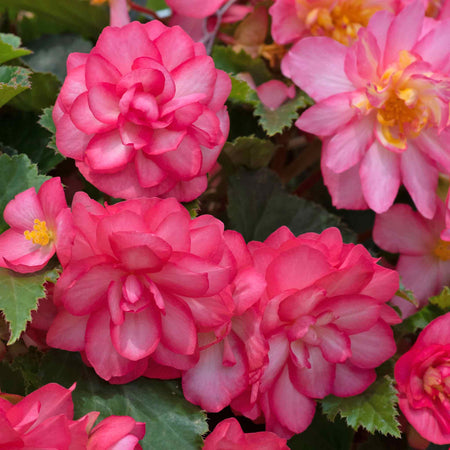 Begonia Plant 'Non-Stop Joy Rose Picotee'