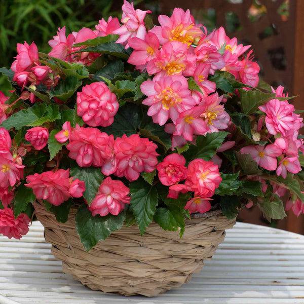 Begonia Plant 'Non-Stop Joy Rose Picotee'