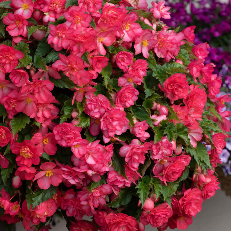 Begonia Plant 'Non-Stop Joy Rose Picotee'