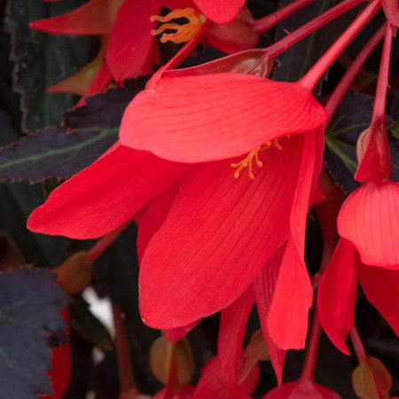 Begonia Plant 'Starshine Bronze Red'