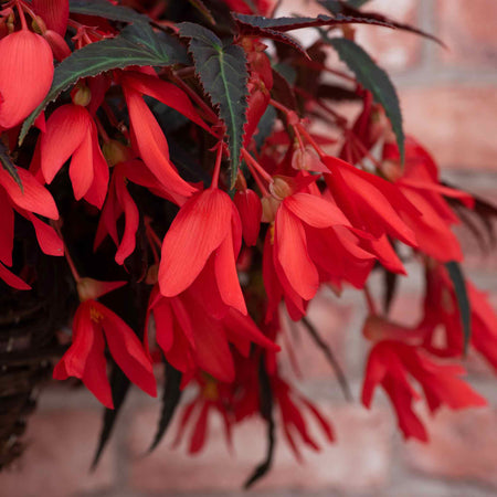 Begonia Plant 'Starshine Bronze Red'