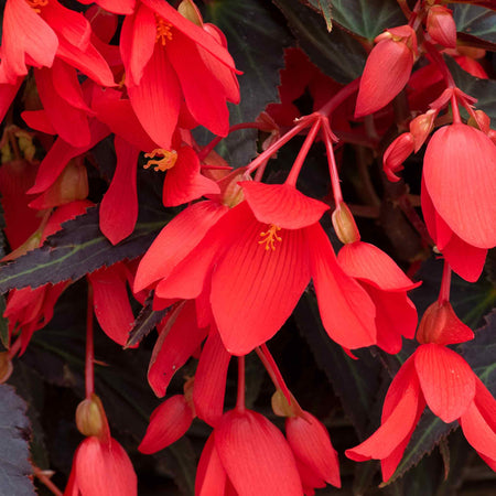 Begonia Plant 'Starshine Bronze Red'