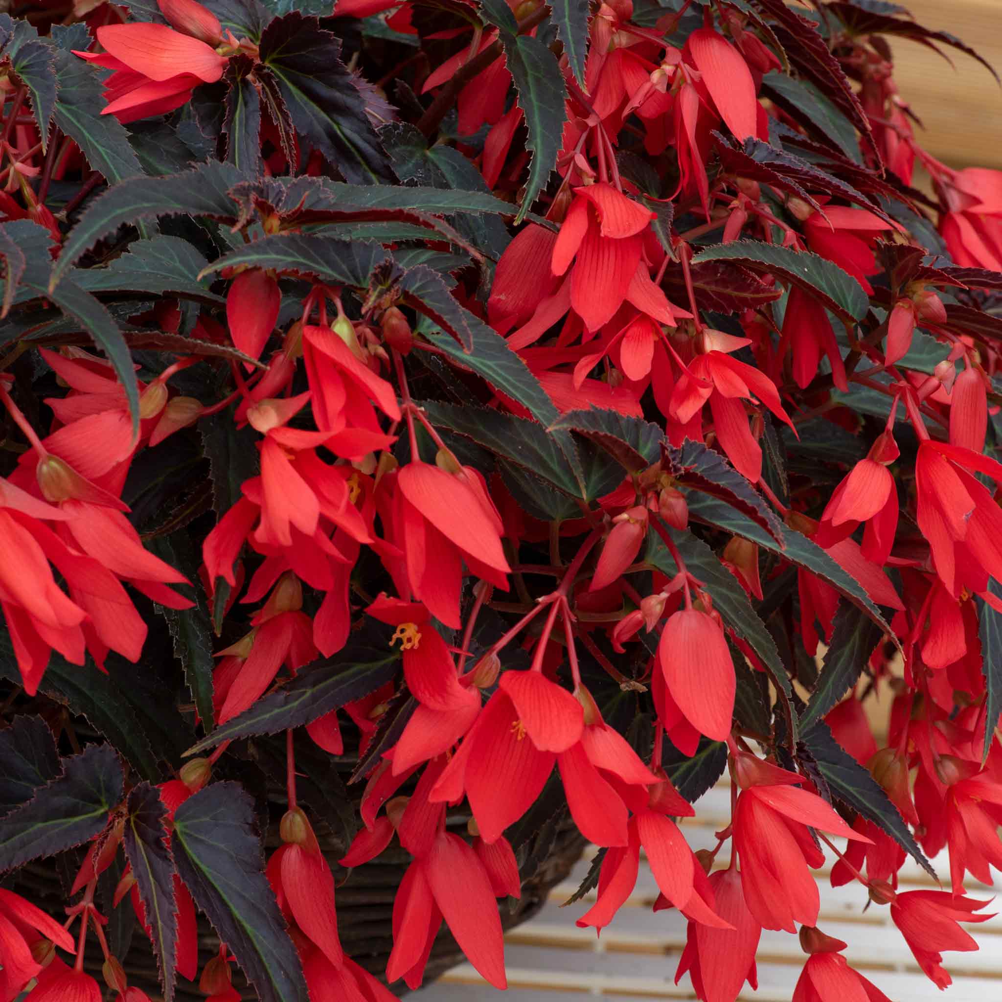 Begonia 'Starshine Bronze Red' - 12 Garden Ready Plugs | Buy Begonia