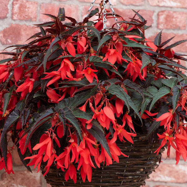 Begonia Plant 'Starshine Bronze Red'