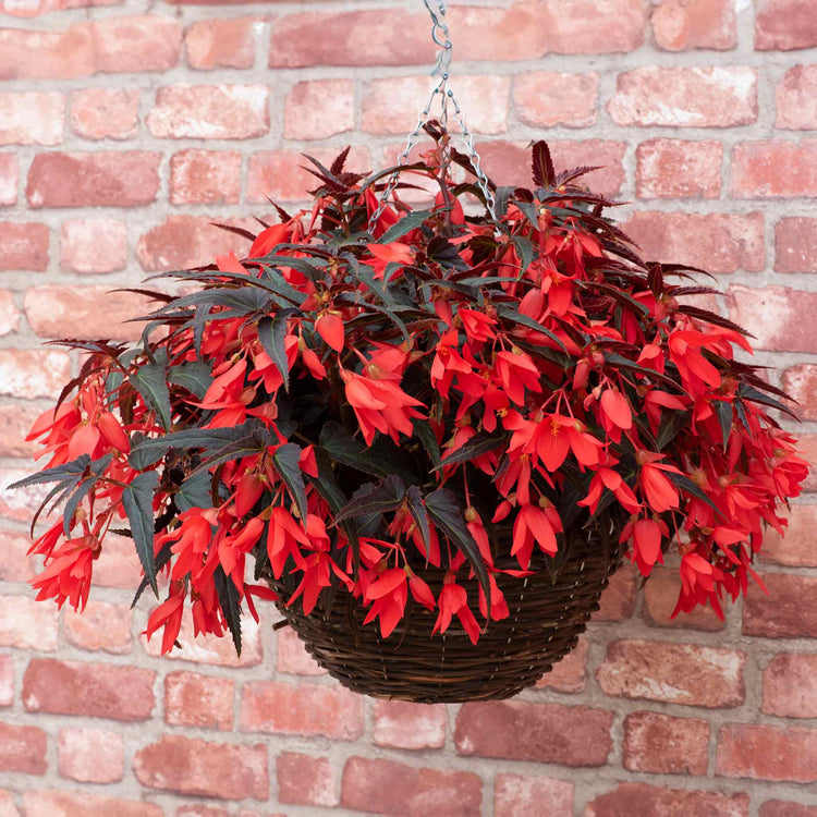 Begonia Plant 'Starshine Bronze Red'