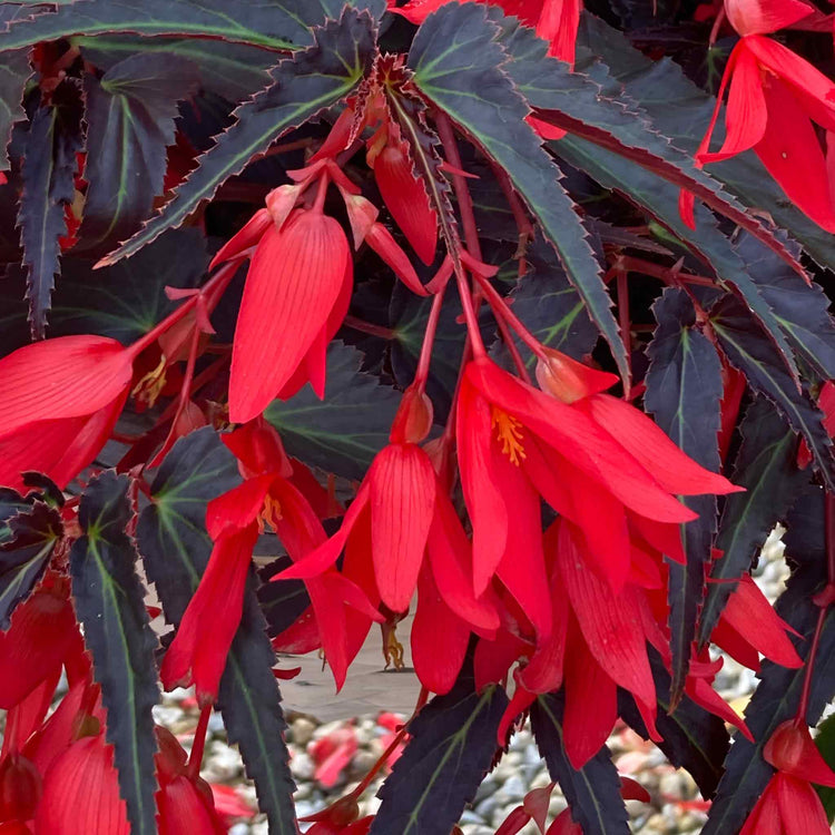 Begonia Plant 'Starshine Bronze Red'