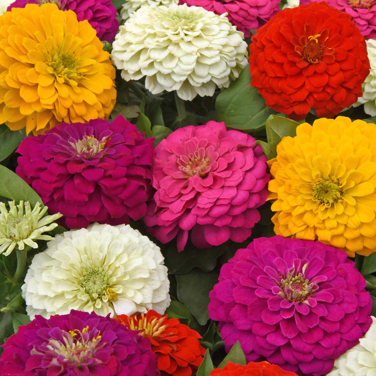 Zinnia Plant 'Zesty' F1 Mix