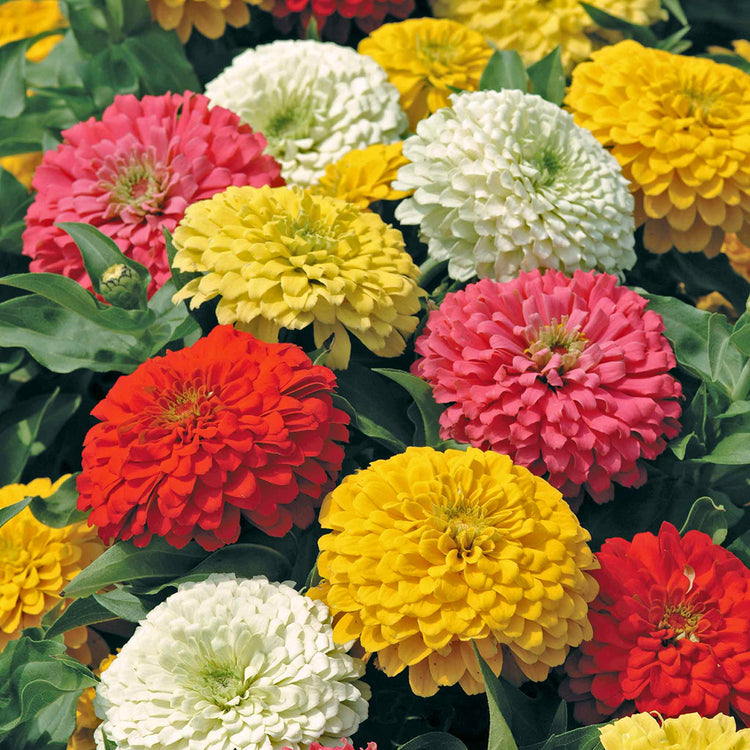 Zinnia Plant 'Zesty' F1 Mix