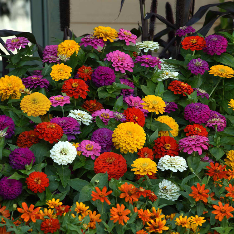 Zinnia Plant 'Zesty' F1 Mix