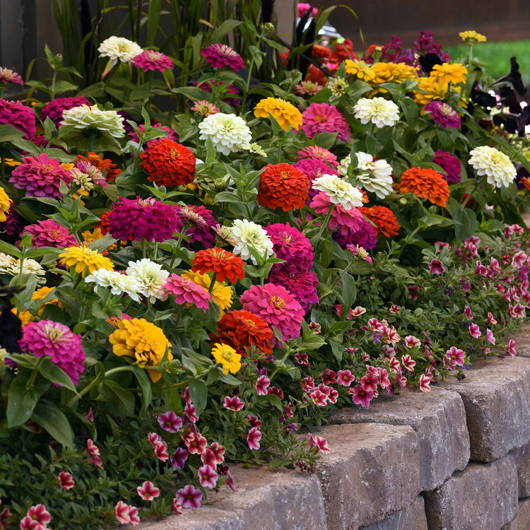 Zinnia Plant 'Zesty' F1 Mix