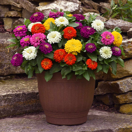 Zinnia Plant 'Zesty' F1 Mix