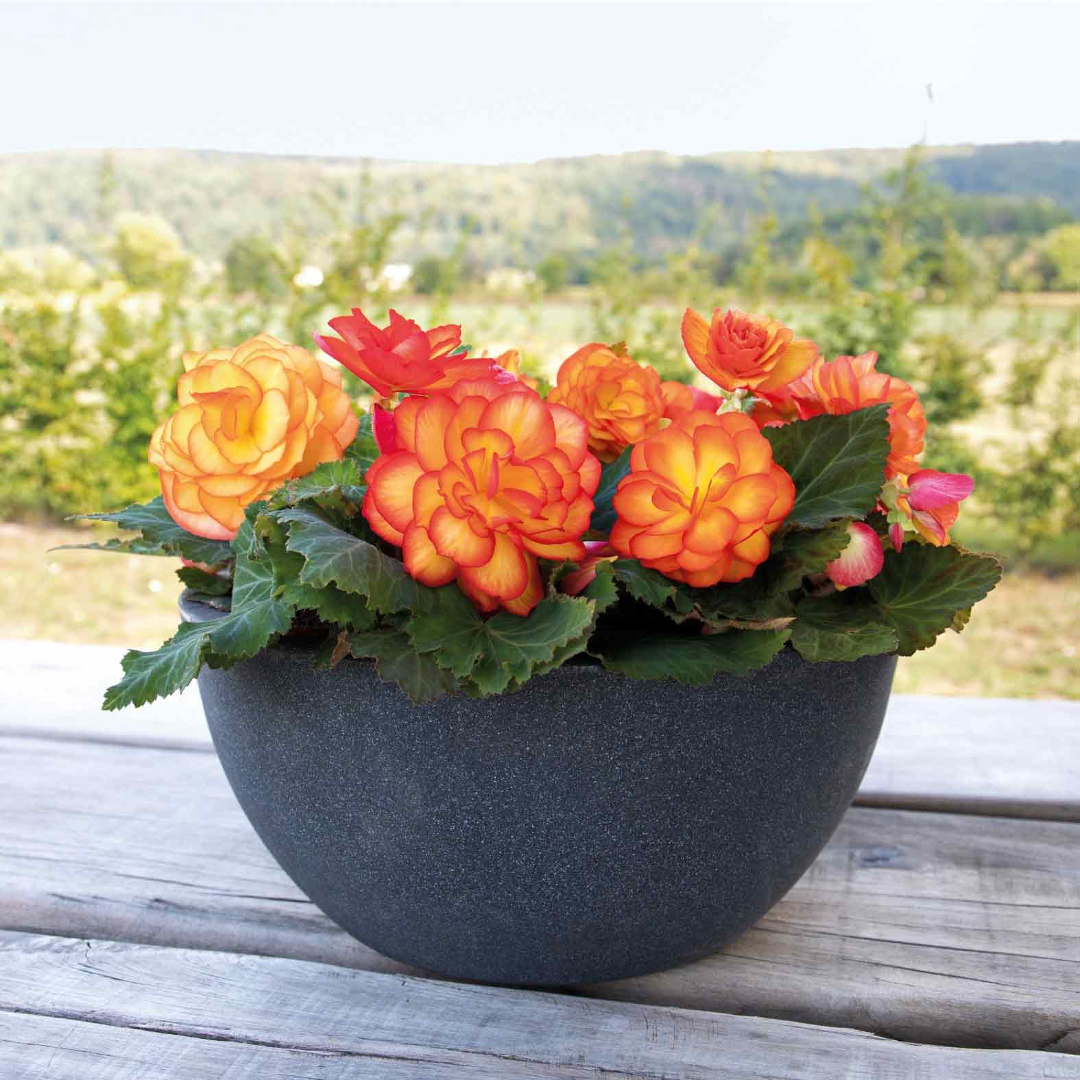 Begonia Nonstop Fire 12 Garden Ready Plugs Buy Begonia Plants