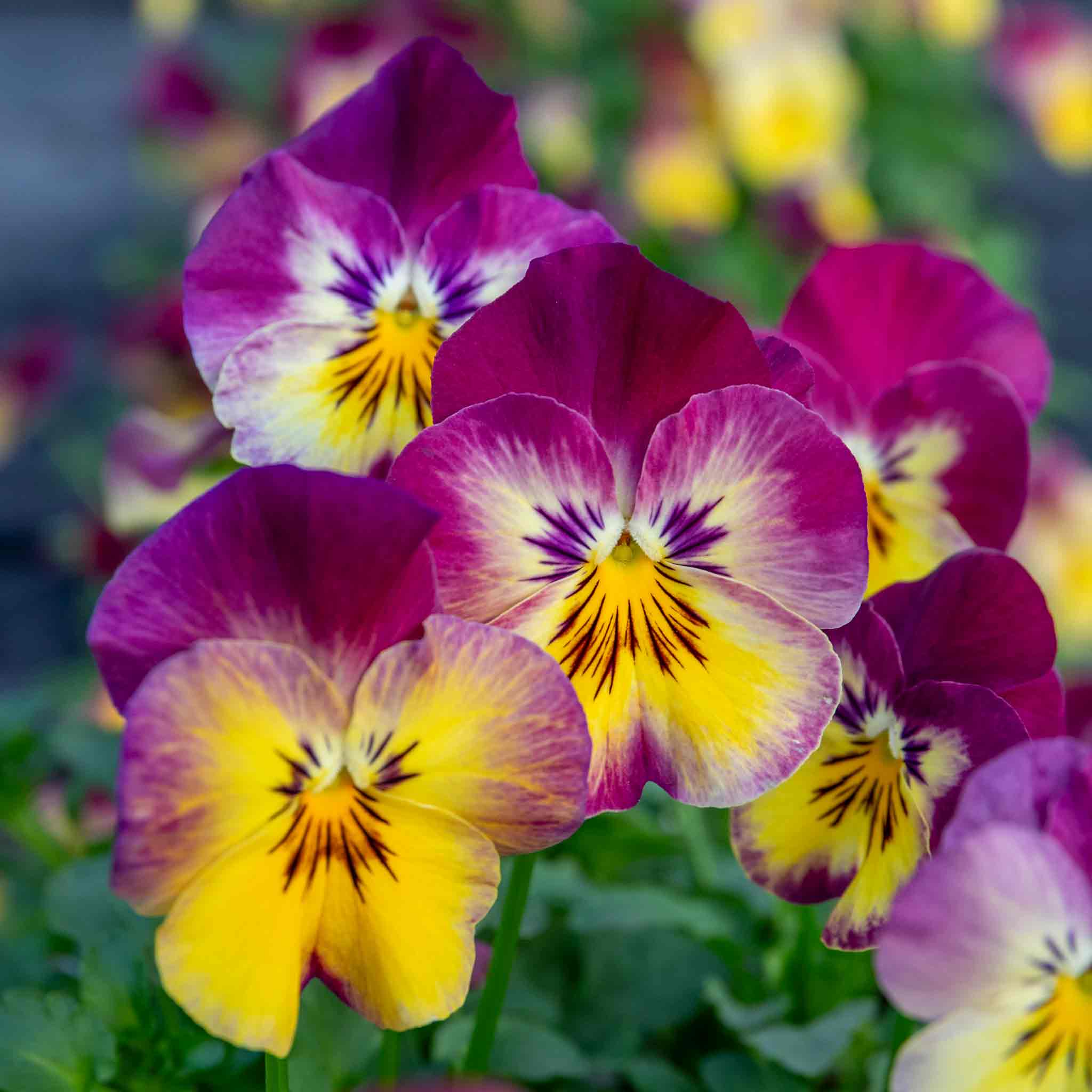 Pansy Plant 'Cool Wave Raspberry Swirl' | Marshalls Garden