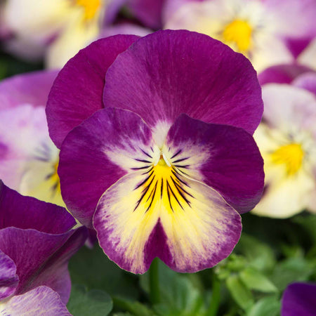 Pansy Plant 'Cool Wave Raspberry Swirl'