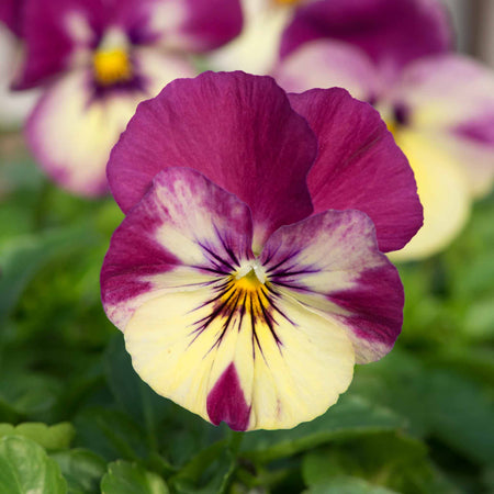 Pansy Plant 'Cool Wave Raspberry Swirl'