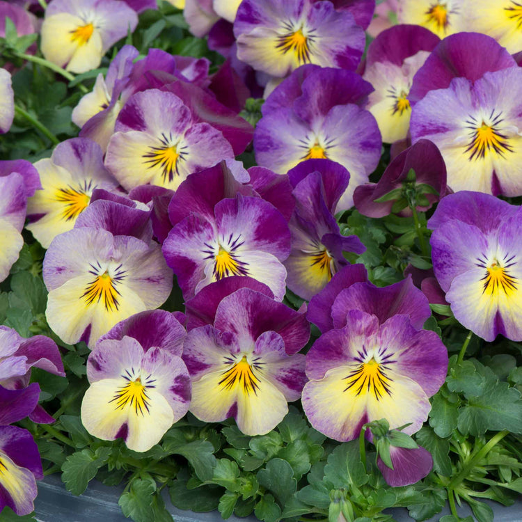 Pansy Plant 'Cool Wave Raspberry Swirl'