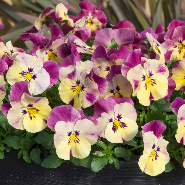 Pansy Plant 'Cool Wave Raspberry Swirl'